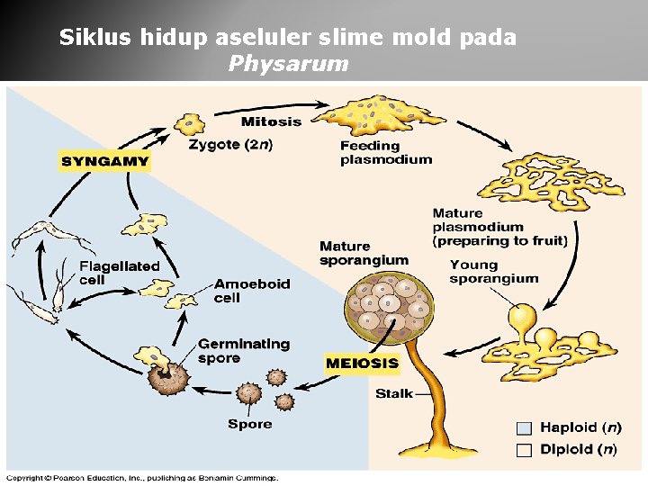 Siklus hidup aseluler slime mold pada Physarum 