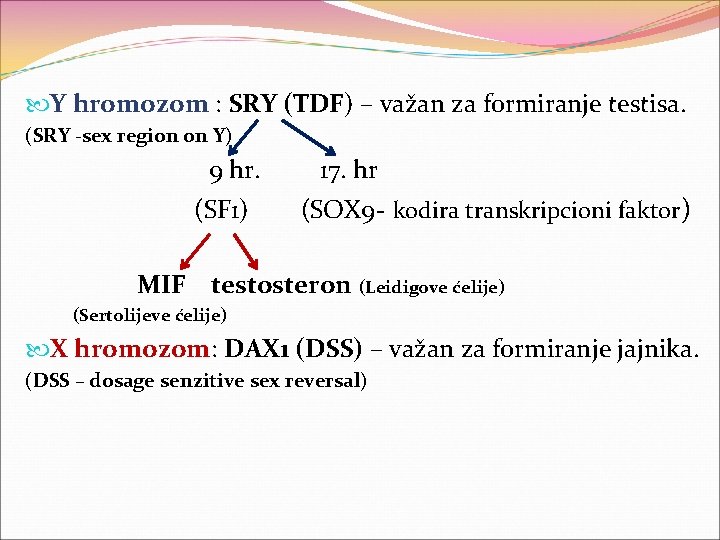  Y hromozom : SRY (TDF) – važan za formiranje testisa. (SRY -sex region