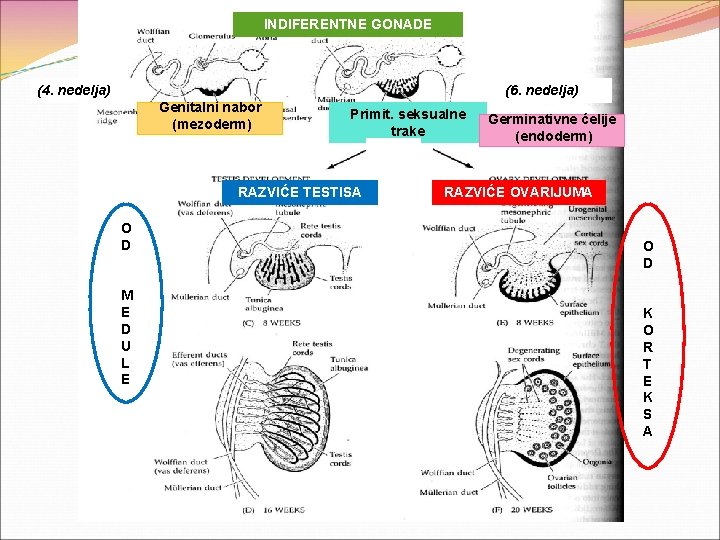 INDIFERENTNE GONADE (4. nedelja) (6. nedelja) Genitalni nabor (mezoderm) Primit. seksualne trake RAZVIĆE TESTISA