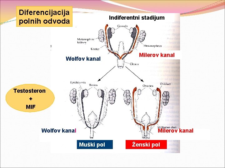 Diferencija polnih odvoda Indiferentni stadijum Wolfov kanal Milerov kanal Testosteron + MIF Wolfov kanal