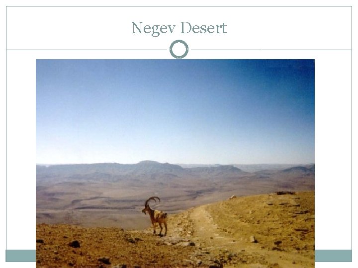 Negev Desert 