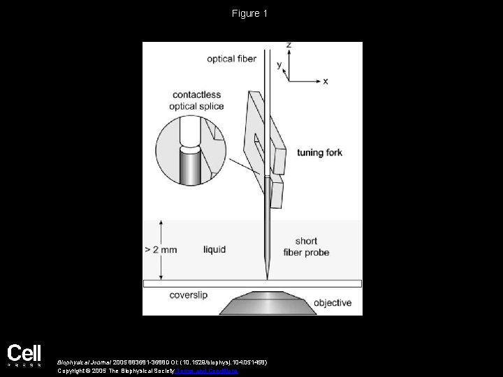 Figure 1 Biophysical Journal 2005 883681 -3688 DOI: (10. 1529/biophysj. 104. 051458) Copyright ©