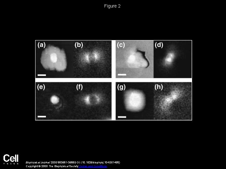 Figure 2 Biophysical Journal 2005 883681 -3688 DOI: (10. 1529/biophysj. 104. 051458) Copyright ©