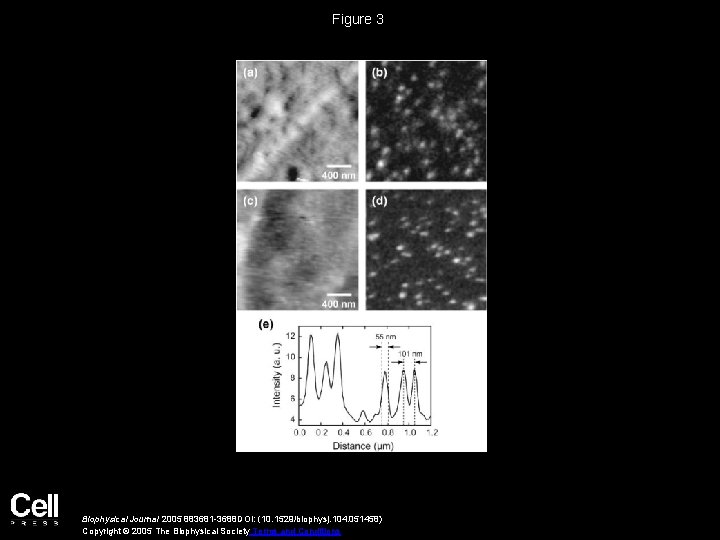 Figure 3 Biophysical Journal 2005 883681 -3688 DOI: (10. 1529/biophysj. 104. 051458) Copyright ©