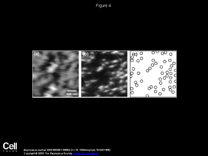 Figure 4 Biophysical Journal 2005 883681 -3688 DOI: (10. 1529/biophysj. 104. 051458) Copyright ©