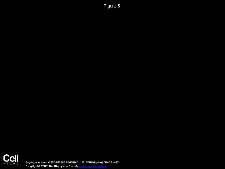 Figure 5 Biophysical Journal 2005 883681 -3688 DOI: (10. 1529/biophysj. 104. 051458) Copyright ©