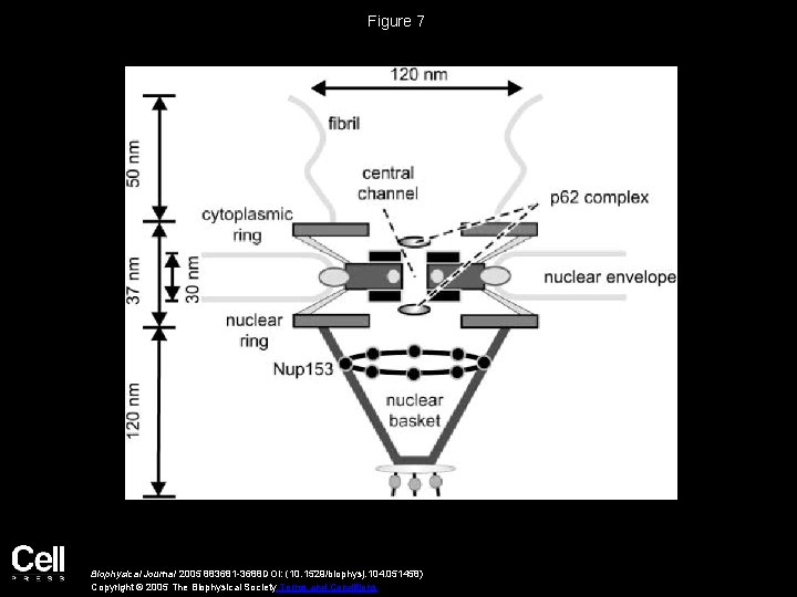 Figure 7 Biophysical Journal 2005 883681 -3688 DOI: (10. 1529/biophysj. 104. 051458) Copyright ©