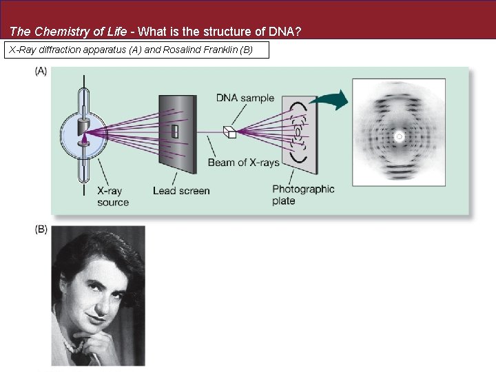 The Chemistry of Life - What is the structure of DNA? X-Ray diffraction apparatus