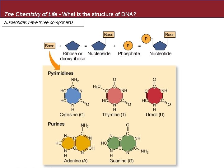 The Chemistry of Life - What is the structure of DNA? Nucleotides have three