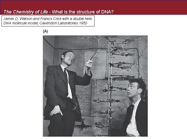 The Chemistry of Life - What is the structure of DNA? James D. Watson