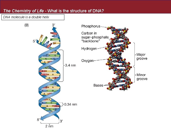 The Chemistry of Life - What is the structure of DNA? DNA molecule is