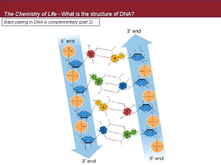 The Chemistry of Life - What is the structure of DNA? Base pairing in