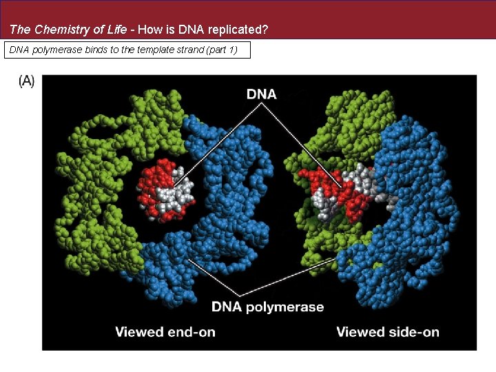 The Chemistry of Life - How is DNA replicated? DNA polymerase binds to the