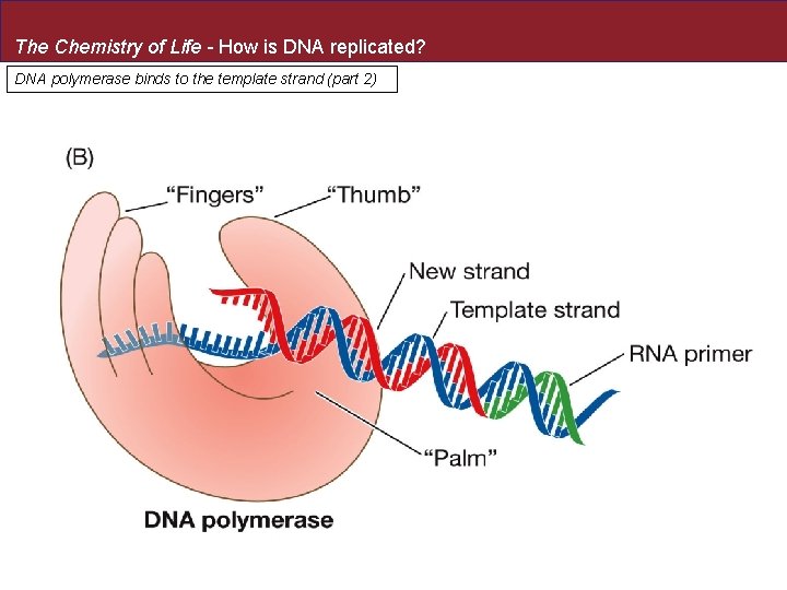 The Chemistry of Life - How is DNA replicated? DNA polymerase binds to the