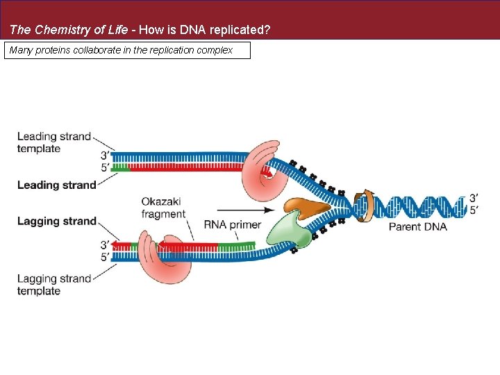 The Chemistry of Life - How is DNA replicated? Many proteins collaborate in the