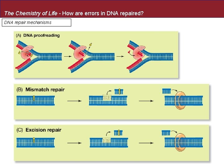 The Chemistry of Life - How are errors in DNA repaired? DNA repair mechanisms