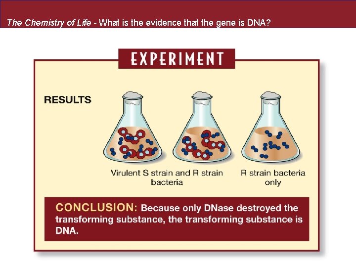 The Chemistry of Life - What is the evidence that the gene is DNA?