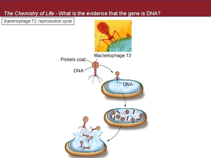 The Chemistry of Life - What is the evidence that the gene is DNA?