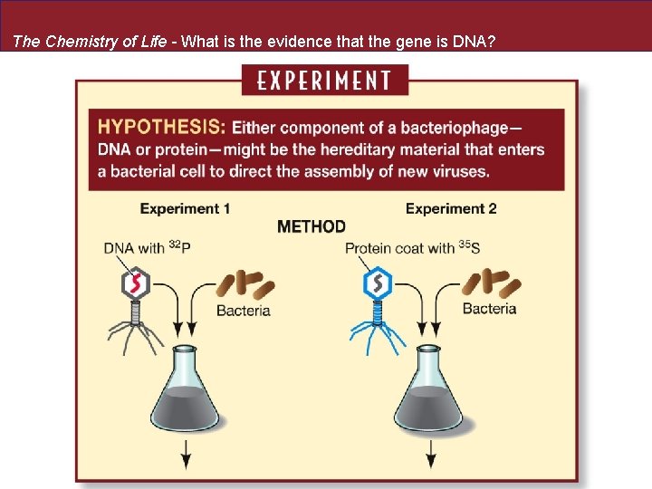 The Chemistry of Life - What is the evidence that the gene is DNA?
