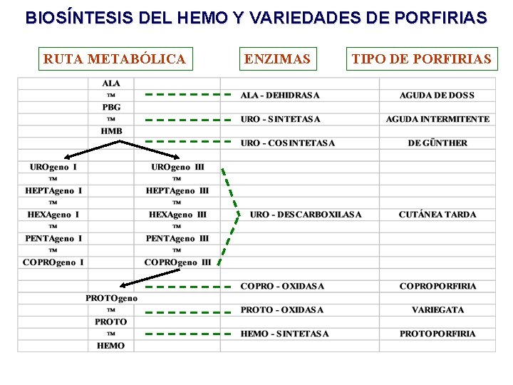 BIOSÍNTESIS DEL HEMO Y VARIEDADES DE PORFIRIAS RUTA METABÓLICA ENZIMAS TIPO DE PORFIRIAS 