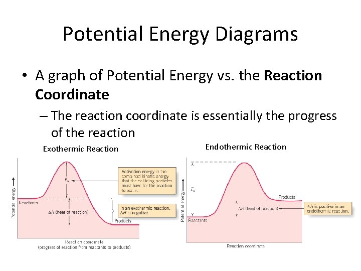 Potential Energy Diagrams • A graph of Potential Energy vs. the Reaction Coordinate –