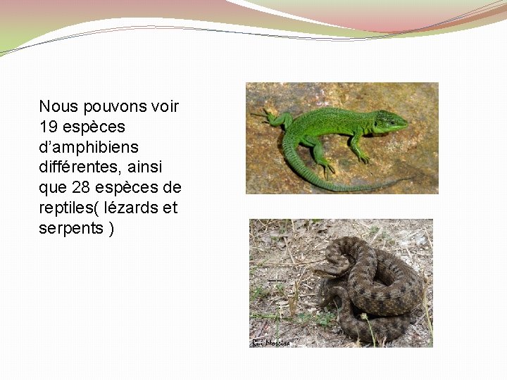 Nous pouvons voir 19 espèces d’amphibiens différentes, ainsi que 28 espèces de reptiles( lézards