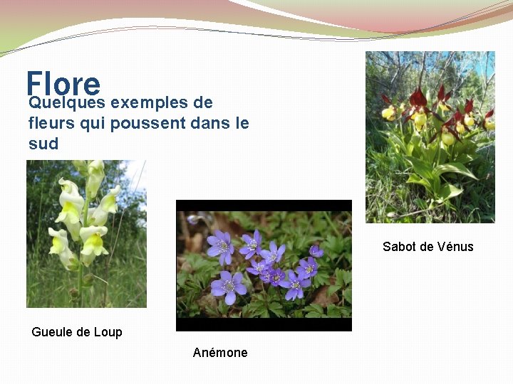 Flore Quelques exemples de fleurs qui poussent dans le sud Sabot de Vénus Gueule