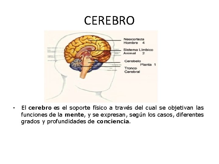 CEREBRO • El cerebro es el soporte físico a través del cual se objetivan