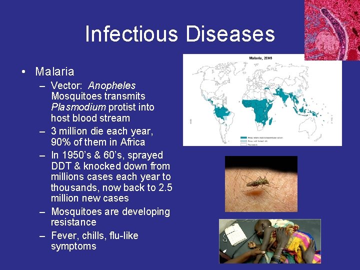 Infectious Diseases • Malaria – Vector: Anopheles Mosquitoes transmits Plasmodium protist into host blood