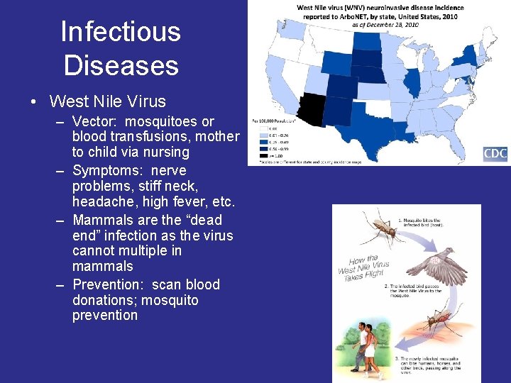Infectious Diseases • West Nile Virus – Vector: mosquitoes or blood transfusions, mother to