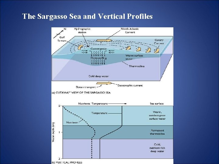 The Sargasso Sea and Vertical Profiles 