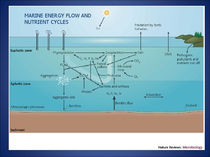 MARINE ENERGY FLOW AND NUTRIENT CYCLES 