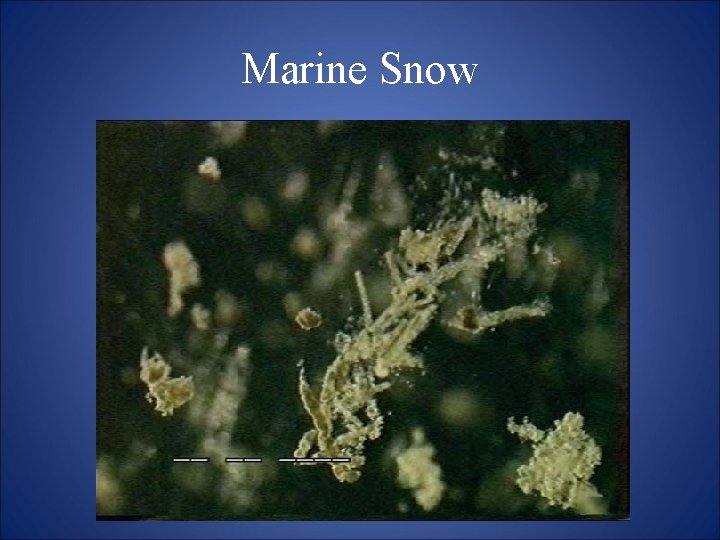 Marine Snow 