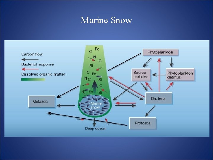 Marine Snow 