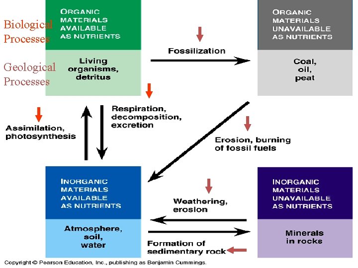 Biological Processes Geological Processes Ecology 