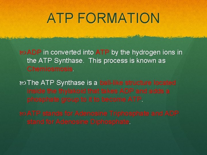 ATP FORMATION ADP in converted into ATP by the hydrogen ions in the ATP