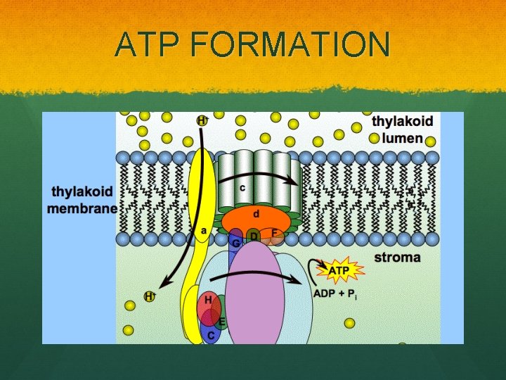 ATP FORMATION 