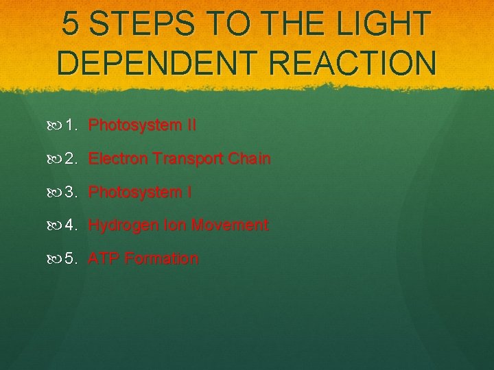 5 STEPS TO THE LIGHT DEPENDENT REACTION 1. Photosystem II 2. Electron Transport Chain