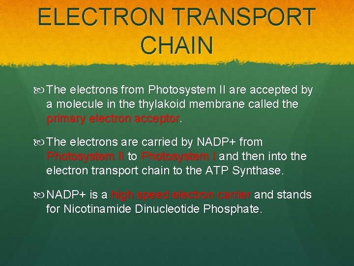 ELECTRON TRANSPORT CHAIN The electrons from Photosystem II are accepted by a molecule in