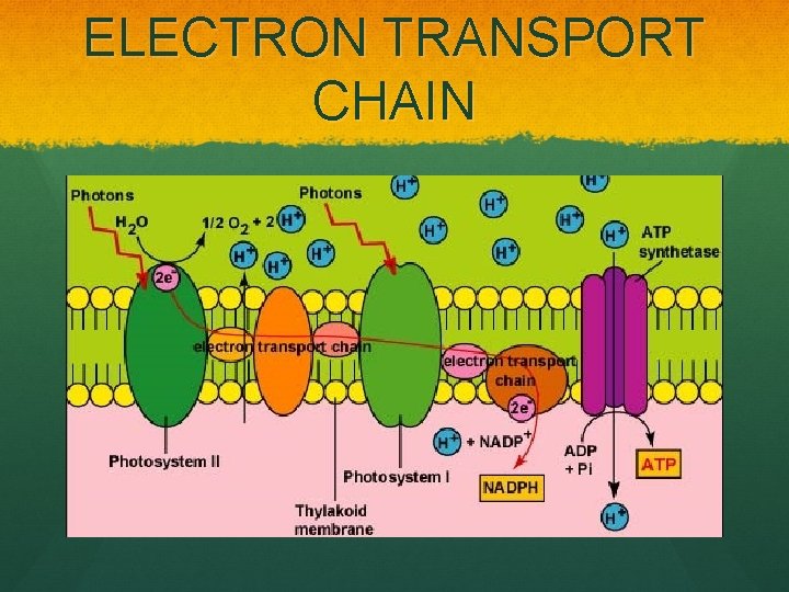ELECTRON TRANSPORT CHAIN 