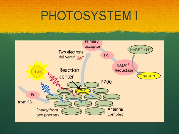 PHOTOSYSTEM I 