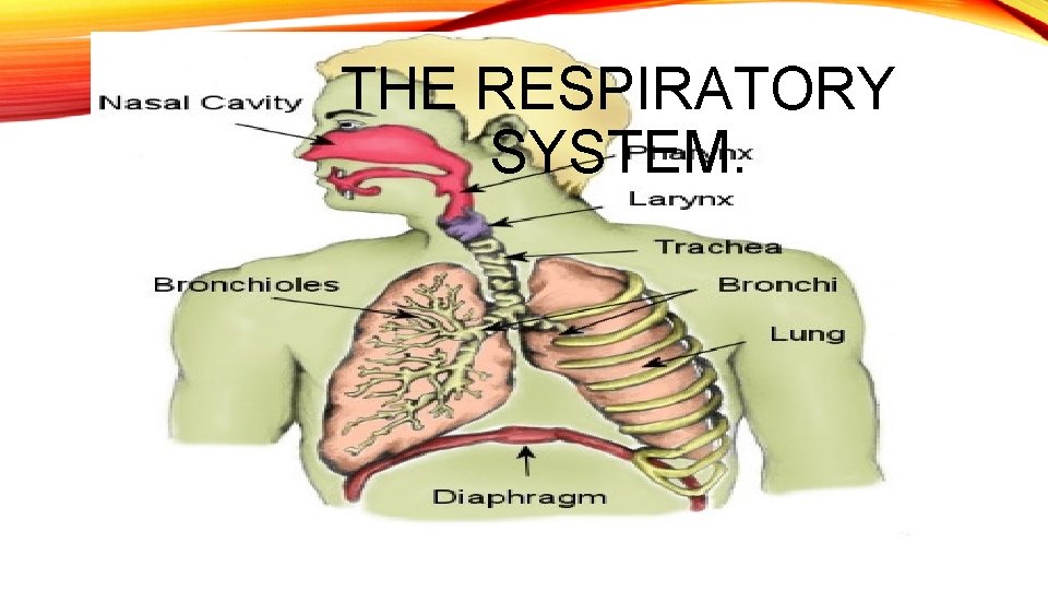 THE RESPIRATORY SYSTEM. 