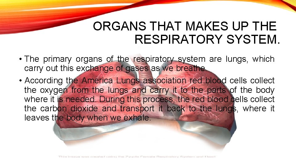 ORGANS THAT MAKES UP THE RESPIRATORY SYSTEM. • The primary organs of the respiratory