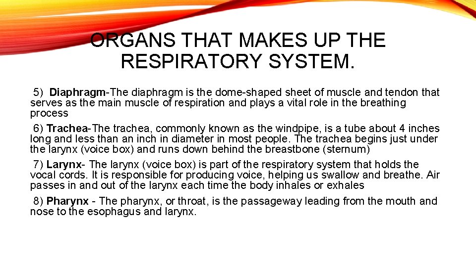 ORGANS THAT MAKES UP THE RESPIRATORY SYSTEM. 5) Diaphragm-The diaphragm is the dome-shaped sheet