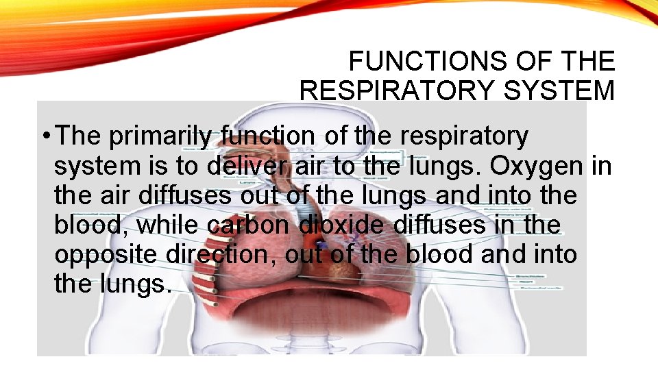 FUNCTIONS OF THE RESPIRATORY SYSTEM • The primarily function of the respiratory system is