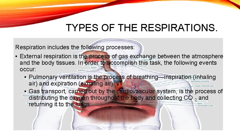 TYPES OF THE RESPIRATIONS. Respiration includes the following processes: • External respiration is the