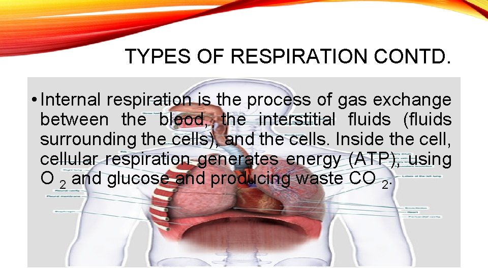 TYPES OF RESPIRATION CONTD. • Internal respiration is the process of gas exchange between