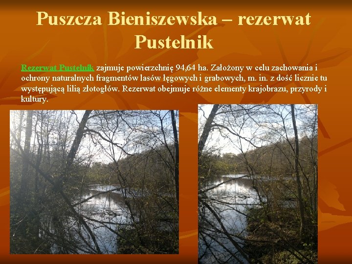 Puszcza Bieniszewska – rezerwat Pustelnik Rezerwat Pustelnik zajmuje powierzchnię 94, 64 ha. Założony w