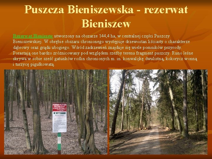 Puszcza Bieniszewska - rezerwat Bieniszew Rezerwat Bieniszew utworzony na obszarze 144, 4 ha, w