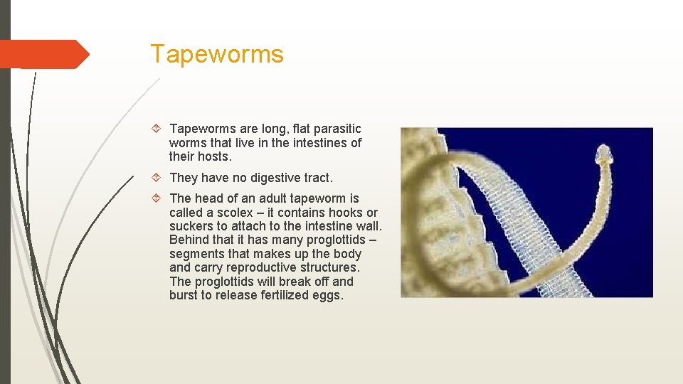 Tapeworms are long, flat parasitic worms that live in the intestines of their hosts.